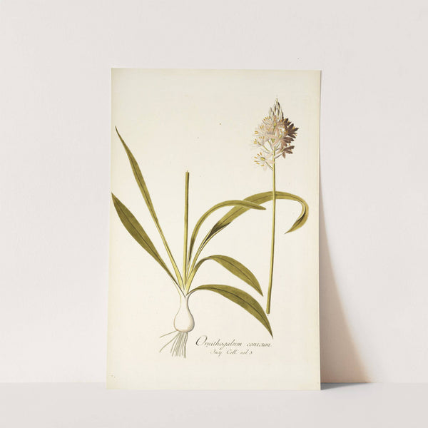 Ornithogalum conicum by Nikolaus Joseph Freiherr von Jacquin