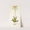 Ornithogalum flavescens by Nikolaus Joseph Freiherr von Jacquin