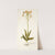 Ornithogalum flavescens by Nikolaus Joseph Freiherr von Jacquin