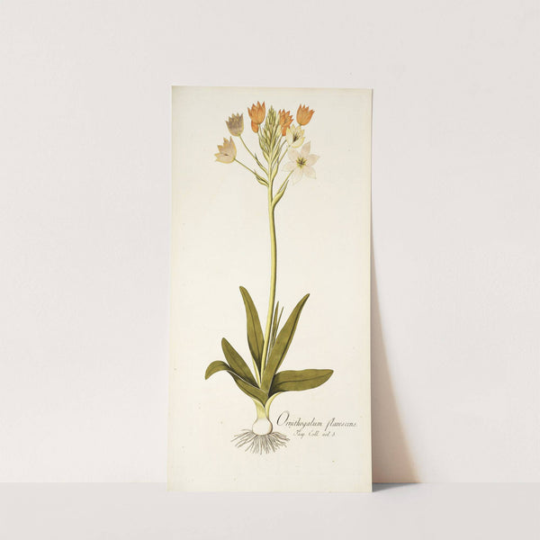 Ornithogalum flavescens by Nikolaus Joseph Freiherr von Jacquin