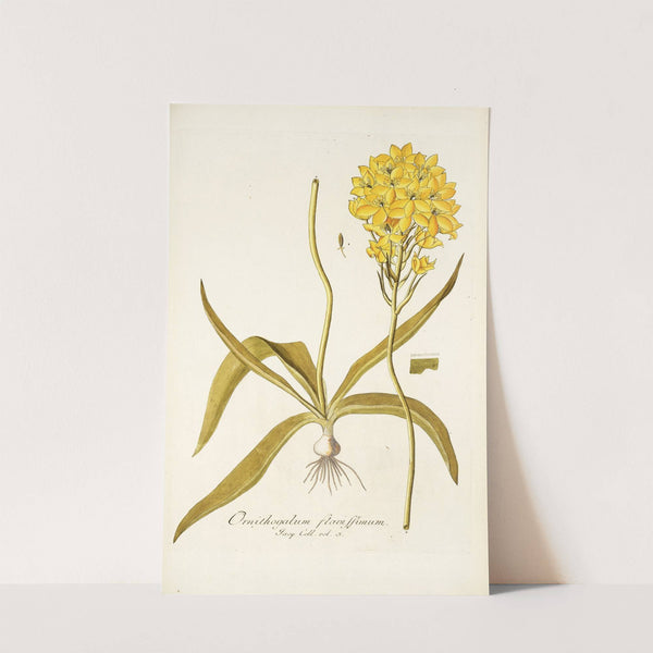 Ornithogalum flavissimum by Nikolaus Joseph Freiherr von Jacquin