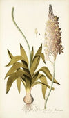 Ornithogalum lacteum