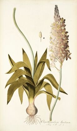 Ornithogalum lacteum