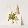 Ornithogalum lacteum by Nikolaus Joseph Freiherr von Jacquin