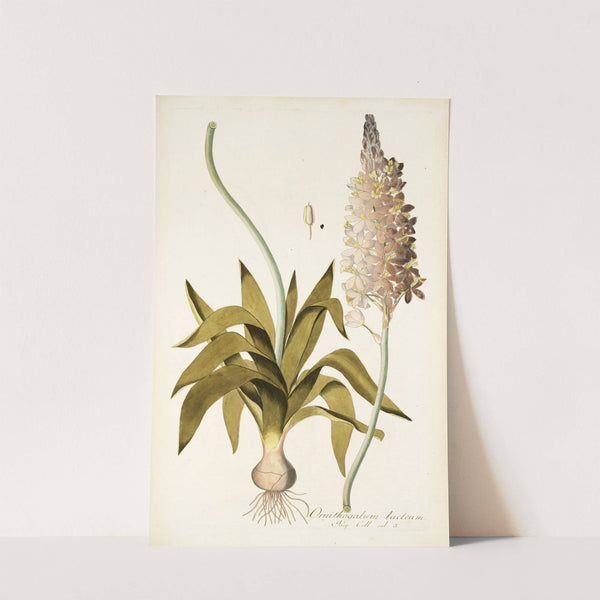 Ornithogalum lacteum by Nikolaus Joseph Freiherr von Jacquin