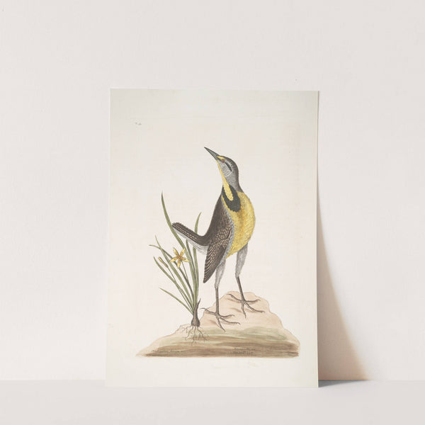 Ornithogalum liteum &c., The Little yellow Star-Flower; Alauda Magna, The large Lark. by Mark Catesby