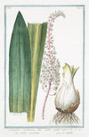 Ornithogalum maritimum, seu Scilla radice alba – Scilla maritima – La Sqiulle. (Star-of-Bethlehem from the sea)