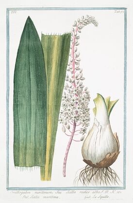 Ornithogalum maritimum, seu Scilla radice alba – Scilla maritima – La Sqiulle. (Star-of-Bethlehem from the sea)