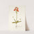 Ornithogalum miniatum by Nikolaus Joseph Freiherr von Jacquin