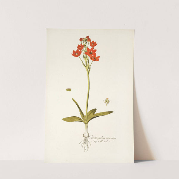Ornithogalum miniatum by Nikolaus Joseph Freiherr von Jacquin