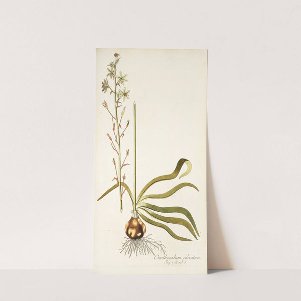 Ornithogalum odoratum by Nikolaus Joseph Freiherr von Jacquin