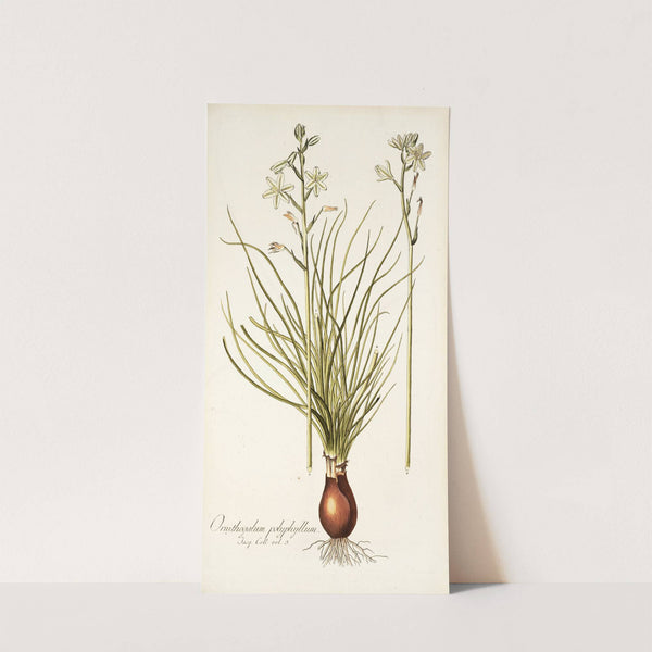 Ornithogalum polyphyllum by Nikolaus Joseph Freiherr von Jacquin