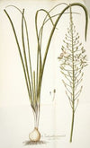 Ornithogalum pyramidale