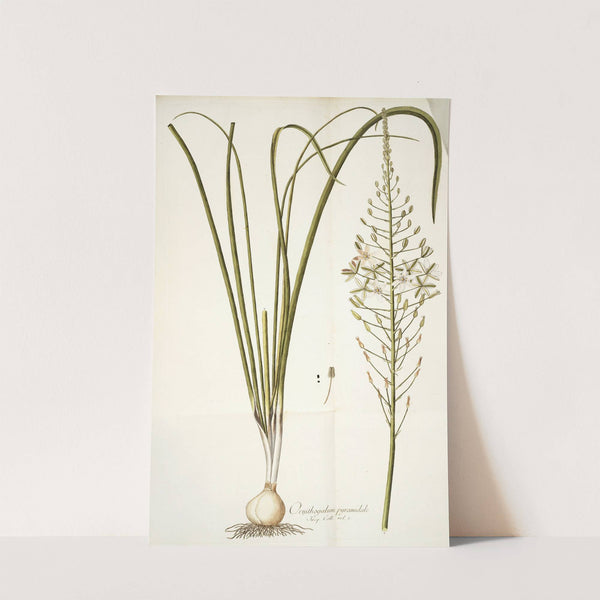 Ornithogalum pyramidale by Nikolaus Joseph Freiherr von Jacquin