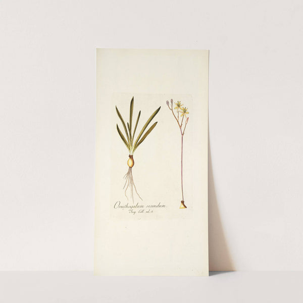 Ornithogalum secundum by Nikolaus Joseph Freiherr von Jacquin
