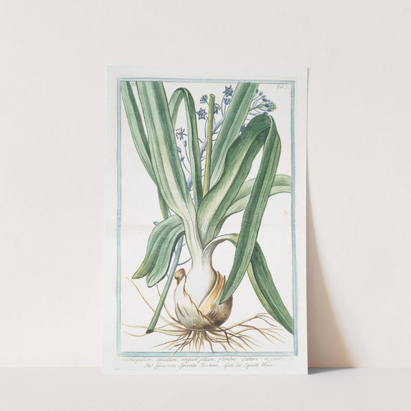 Ornithogalum, spicatum, angustifolium, floribus sature azzurreis - Giacinto spicato torchino - La Sqiulle bleue. (Spiked Star-of-Bethlehem) by Giorgio Bonelli