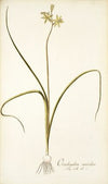 Ornithogalum suaveolens