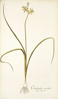 Ornithogalum suaveolens