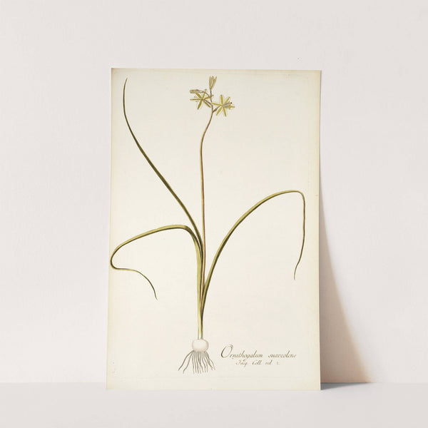 Ornithogalum suaveolens by Nikolaus Joseph Freiherr von Jacquin