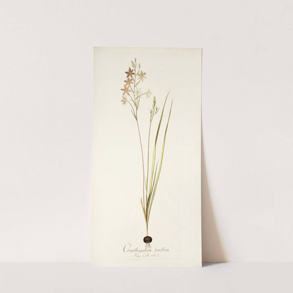 Ornithogalum tenellum by Nikolaus Joseph Freiherr von Jacquin