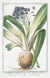 Ornithogalum umbellatum, majus sive Hyacinthus Peruvianus – Giacinto del Perú – La Sqiulle. (Star-of-Bethlehem)
