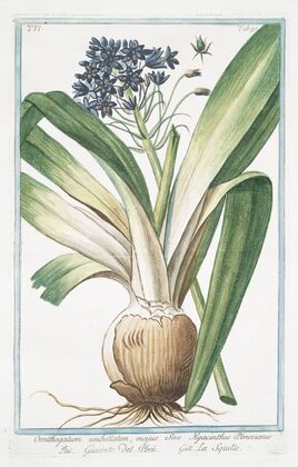 Ornithogalum umbellatum, majus sive Hyacinthus Peruvianus – Giacinto del Perú – La Sqiulle. (Star-of-Bethlehem)
