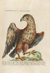 Ornithologia methodice digesta Pl.001