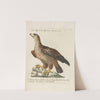 Ornithologia methodice digesta Pl.002 by Saverio Manetti