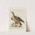Ornithologia methodice digesta Pl.002 by Saverio Manetti