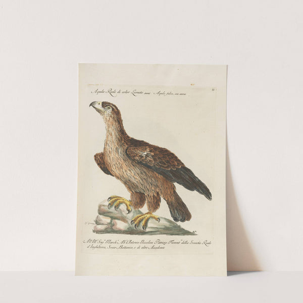 Ornithologia methodice digesta Pl.002 by Saverio Manetti