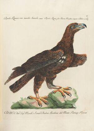 Ornithologia methodice digesta Pl.004