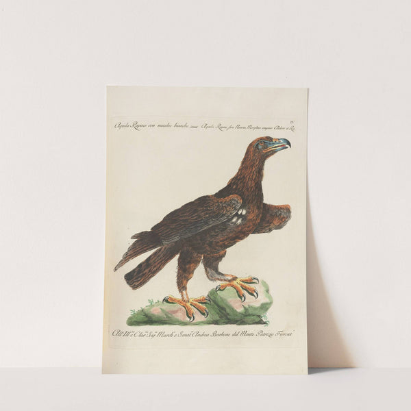 Ornithologia methodice digesta Pl.004 by Saverio Manetti