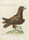 Ornithologia methodice digesta Pl.005