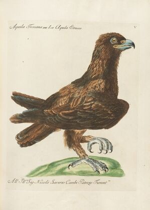 Ornithologia methodice digesta Pl.005