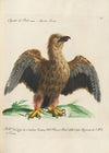 Ornithologia methodice digesta Pl.006
