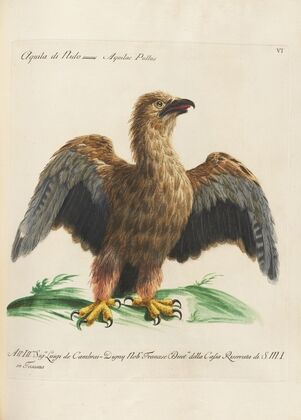 Ornithologia methodice digesta Pl.006