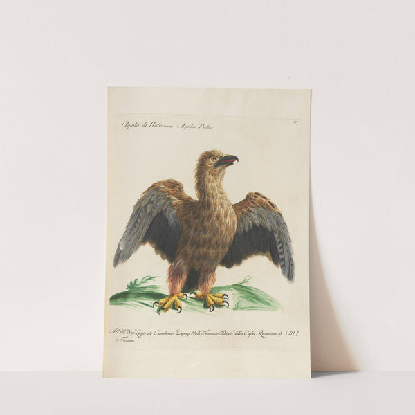 Ornithologia methodice digesta Pl.006 (1767-1776) by Saverio Manetti