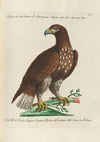 Ornithologia methodice digesta Pl.007