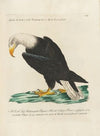 Ornithologia methodice digesta Pl.008