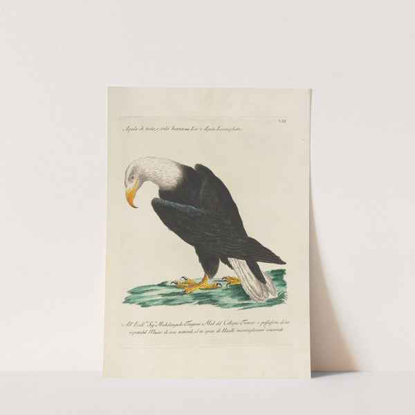 Ornithologia methodice digesta Pl.008 (1767-1776) by Saverio Manetti