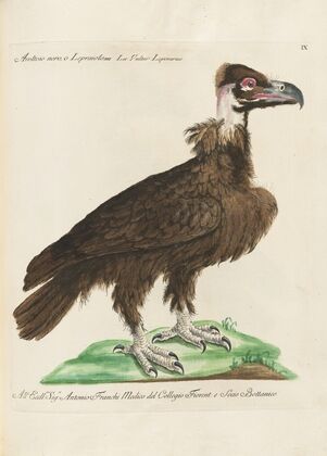 Ornithologia methodice digesta Pl.009