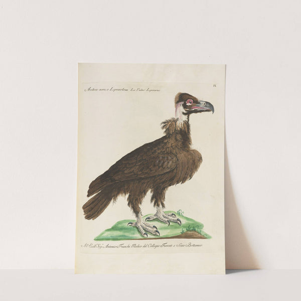 Ornithologia methodice digesta Pl.009 (1767-1776) by Saverio Manetti