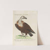 Ornithologia methodice digesta Pl.010 (1767-1776) by Saverio Manetti