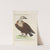 Ornithologia methodice digesta Pl.010 (1767-1776) by Saverio Manetti