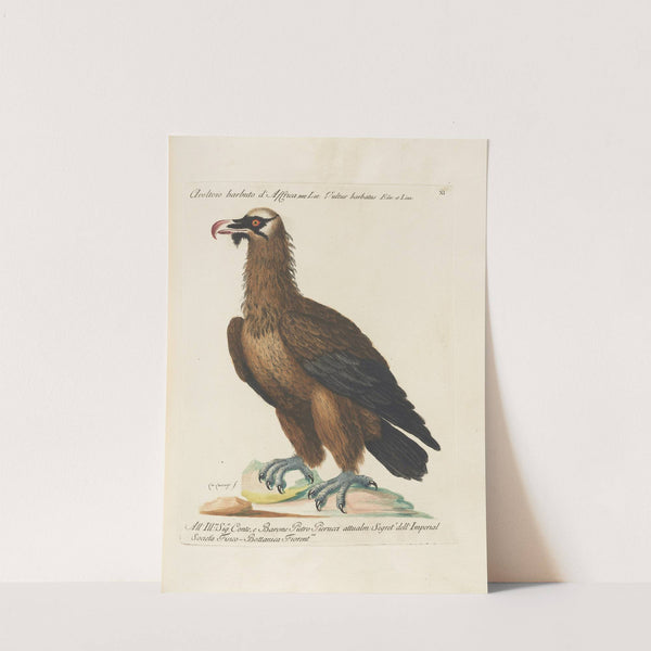 Ornithologia methodice digesta Pl.011 (1767-1776) by Saverio Manetti