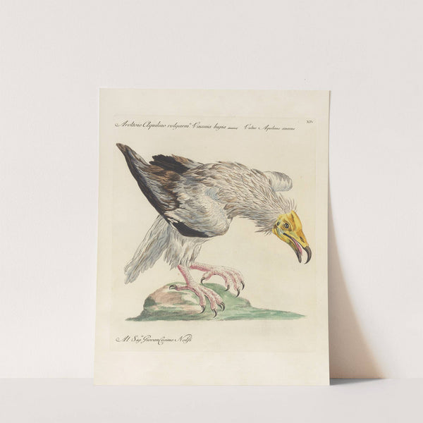 Ornithologia methodice digesta Pl.014 (1767-1776) by Saverio Manetti
