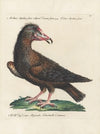 Ornithologia methodice digesta Pl.015