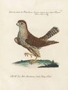 Ornithologia methodice digesta Pl.016