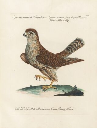 Ornithologia methodice digesta Pl.016