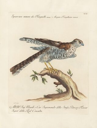 Ornithologia methodice digesta Pl.017
